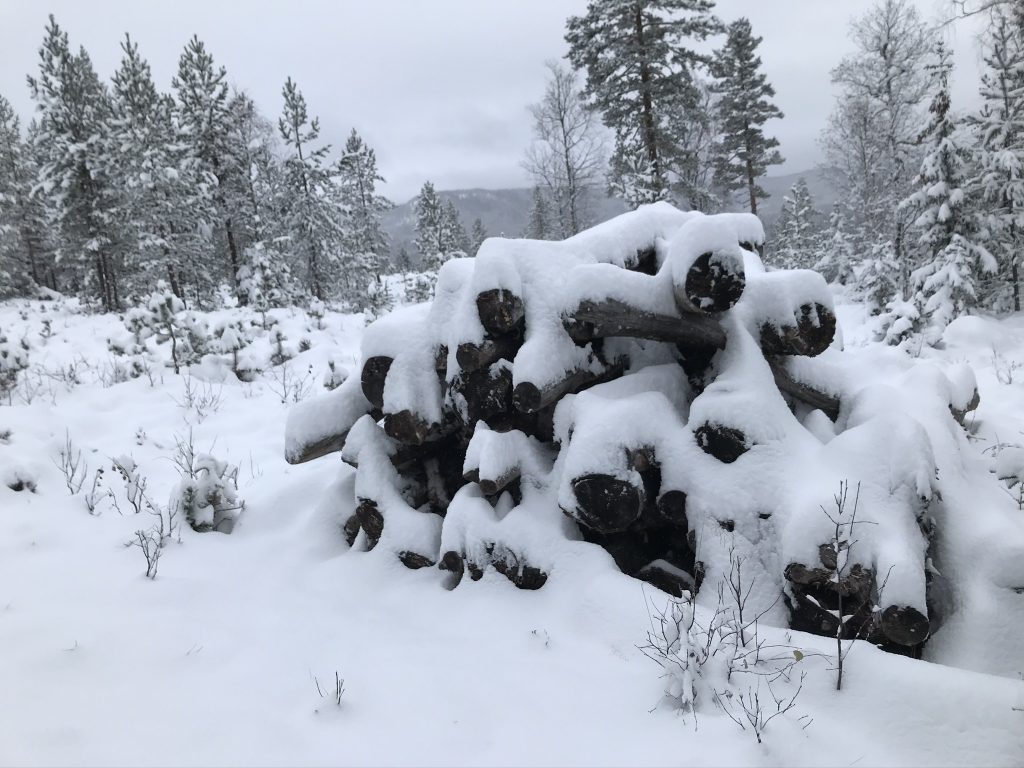 Tømmervelt ved Brokomsmyr